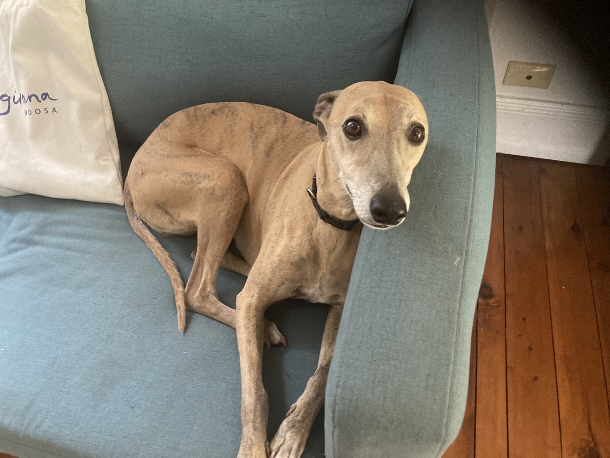 Anthony Sharwood ❄️ tweet media