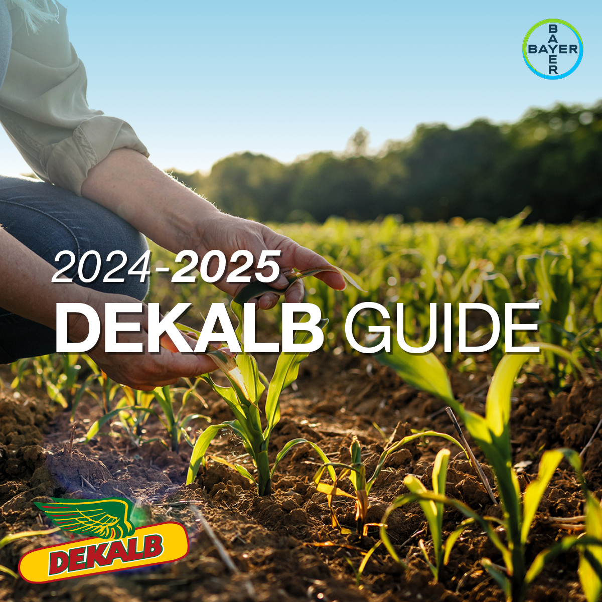 Le #DEKALBGuide 24-25 est arrivé !
Le guide pour vous aider à préparer au mieux la prochaine saison !
A retrouver :
👉 Des nouveautés
👉 Les résultats d'essais en régions
👉 Des recommandations adaptées à votre contexte
➡️ bayer-agri.fr/dekalb/dekalbr…