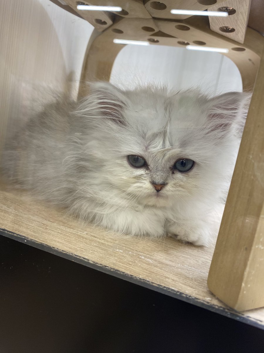 k1_sa0328's tweet image. ウチの子にしたひ⸜(* ॑ ॑* )⸝♪̊̈♪̆̈

心友&amp;amp;息子くんと公園に遊ぶ前の
pet shopの看板ラグドール🩵ᩚ
準備完了の頃にはきっとキミ…
家族見つかって居ないかもだなぁ～🥺ᩚ

 #W.W
 #petone