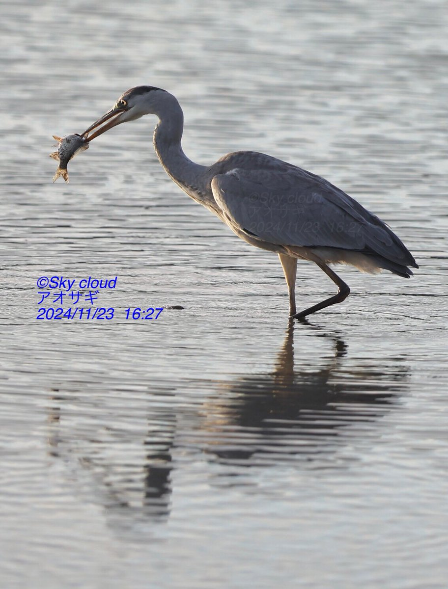 blue2impulse3's tweet photo. #アオサギ #青鷺 #蒼鷺
#Ardeacinerea
#鳥綱ペリカン目サギ科アオサギ属
#LC #低危険種
#bird #nature #wildbird
#東京カメラ部
#tokyocameraclub
#ネイチャーフォト
#wildbird
#bird_brilliance
#birds_iLLife
#birds_adored
#nuts_about_birds
#eye_spy_birds
#ip_birds #Japan_nature_photo
#best_moments_nature
#best_birds_of_world
#birders_gallery
✈︎✈︎✈︎✈︎
#10000フォロー が年内目標‼️
https://t.co/2zqOBaVd0z
✈︎✈︎✈︎✈︎
https://t.co/3z8qKqnAt4
✈︎✈︎✈︎✈︎✈︎✈︎✈︎✈︎
#感動の一瞬にシャッター押せる余裕‼️
#一瞬の感動を感じる五感を磨け
#インパクトは一瞬判断
#孤高の信念と美学
#限定されない感動を撮りたい🥺
#更なる高みへ
#付きのタイミングを味方に
✈︎✈︎✈︎Sky cloudhoto/
T.https://t.co/RkZKEmAVOM
2024/12/17 15:15✈︎2024/11/23
Sky cloud-2024 POST No.361
築城基地航空祭前後に
遠征中にヘラサギ待ちで
ため池で撮影したアオサギ 🐧