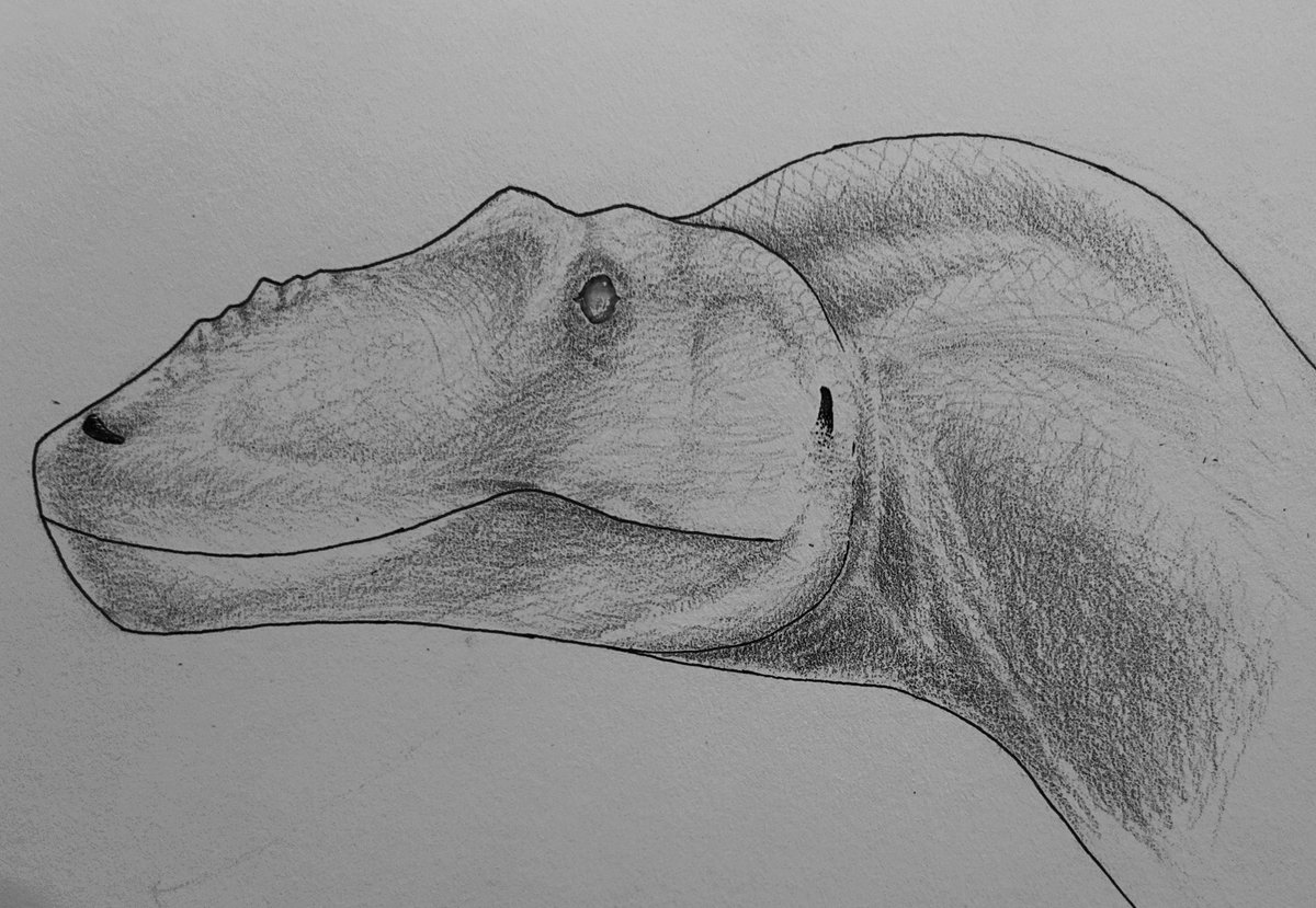 Toxic_Midget21's tweet photo. Asiatyrannus xui and qianzhousaurus sinensis https://t.co/GidPyNMX7G