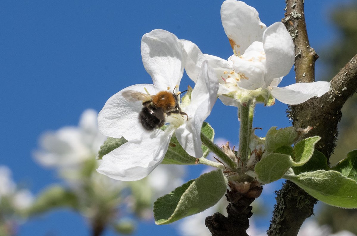 polyttajat's tweet image. Pölyttäjien suojelua edistävä PÖLYKOORDI-hankkeemme on päättymässä parin viikon kuluttua. Nyt on aika miettiä, mitä saatiin tehtyä ja opittua, sekä tulevaisuutta. #pölyttäjät polyttajat.fi/polykoordi-kii…