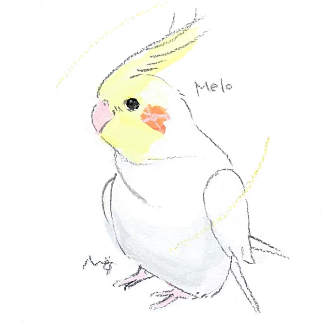 #小鳥時光 オーダー作品のご紹介 おすまし顔の オカメインコさんです