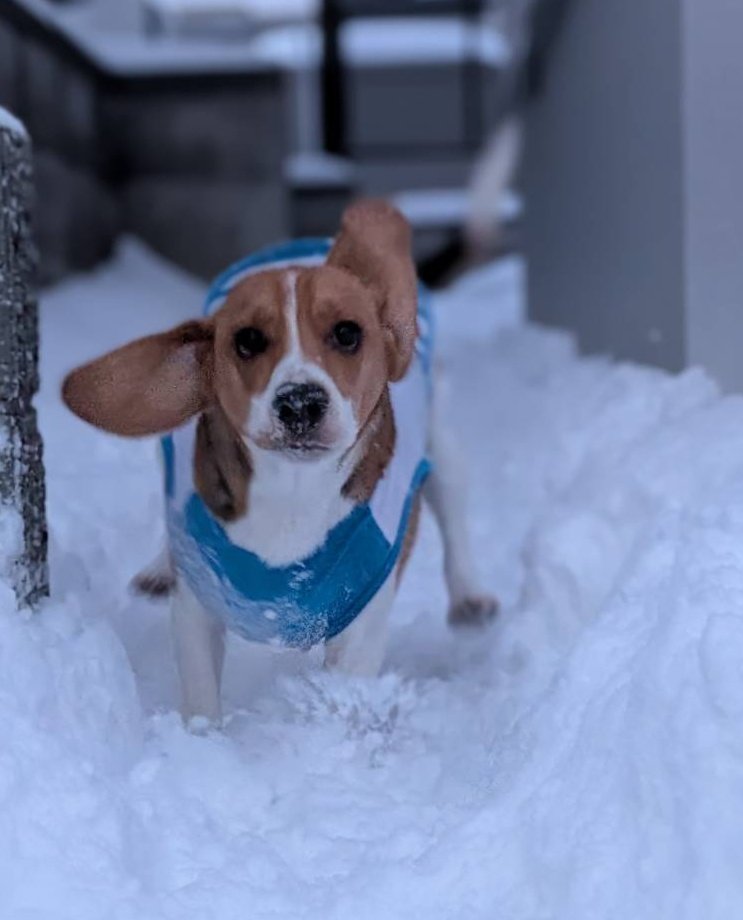 jackun0606's tweet photo. 耳~~~笑
家の周り走る走る。

 #ビーグル
 #beagle https://t.co/NMwL1m9vWQ