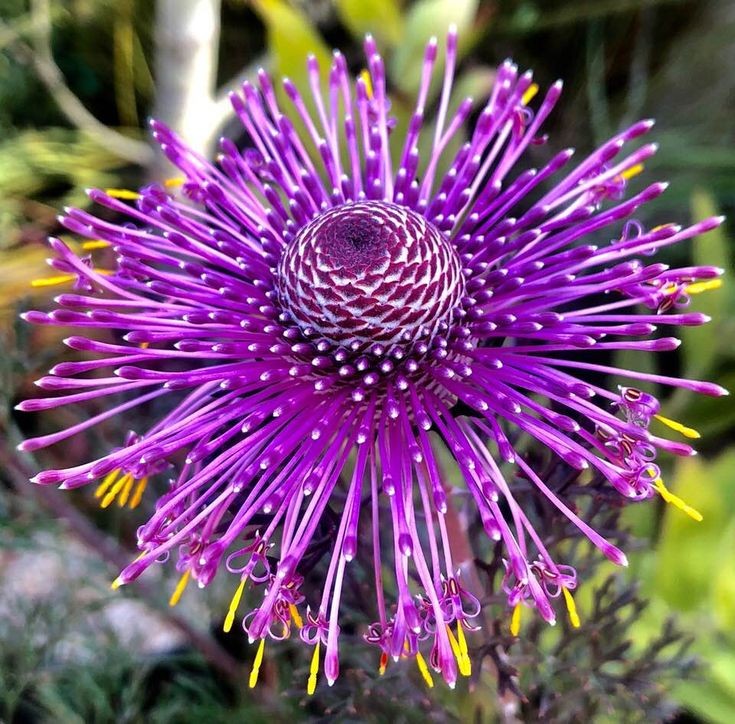 Untamedpath's tweet photo. "Vibrant purple Isopogon flower in full bloom, showcasing nature's intricate beauty. #Isopogon #AustralianNative #FloralMagic" https://t.co/ybgz7nWtm4