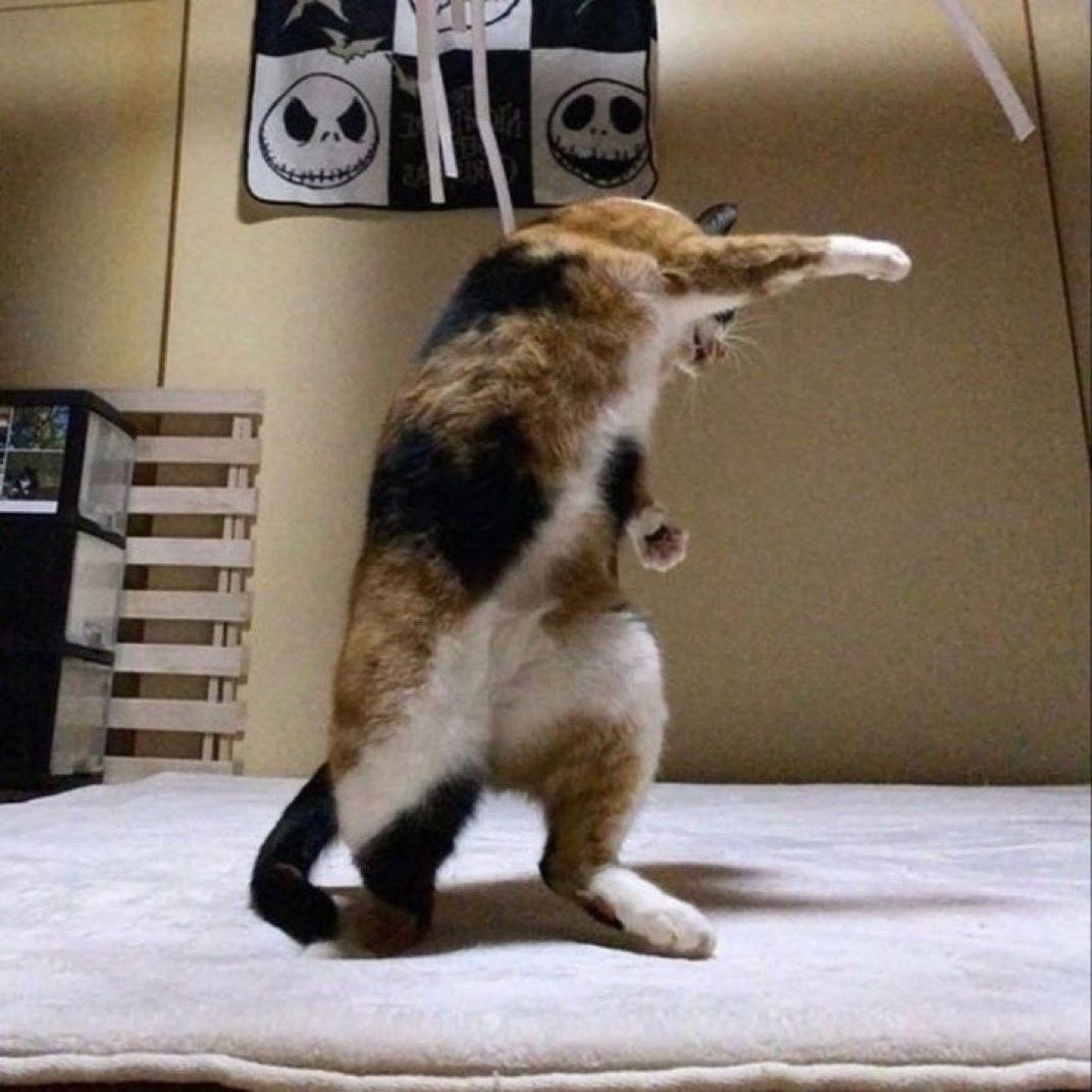 NoCatsNoLife_m's tweet image. Cub Swanson Today