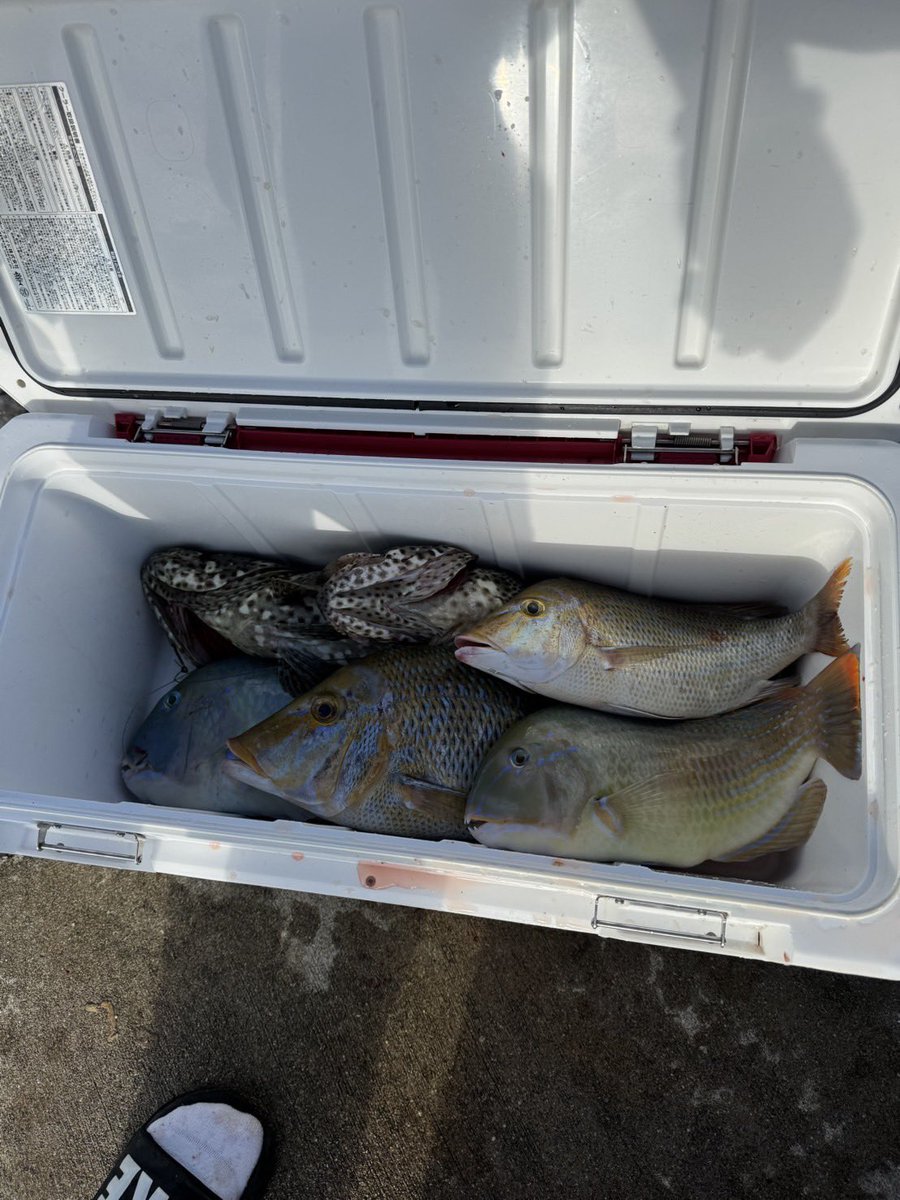 MURU_BARASHI's tweet photo. お久しぶりです！
足元の釣り最高でした🔥
マクブ53cm3.5kg弱
ミーバイ54cm3kg弱
年末いい釣果で締めれそうです！
アーラ10kg
マクブ6kg目標に頑張ります❤️‍🔥
#やりとり10秒
#舞琉遊我磯 https://t.co/y7hjwQkILb