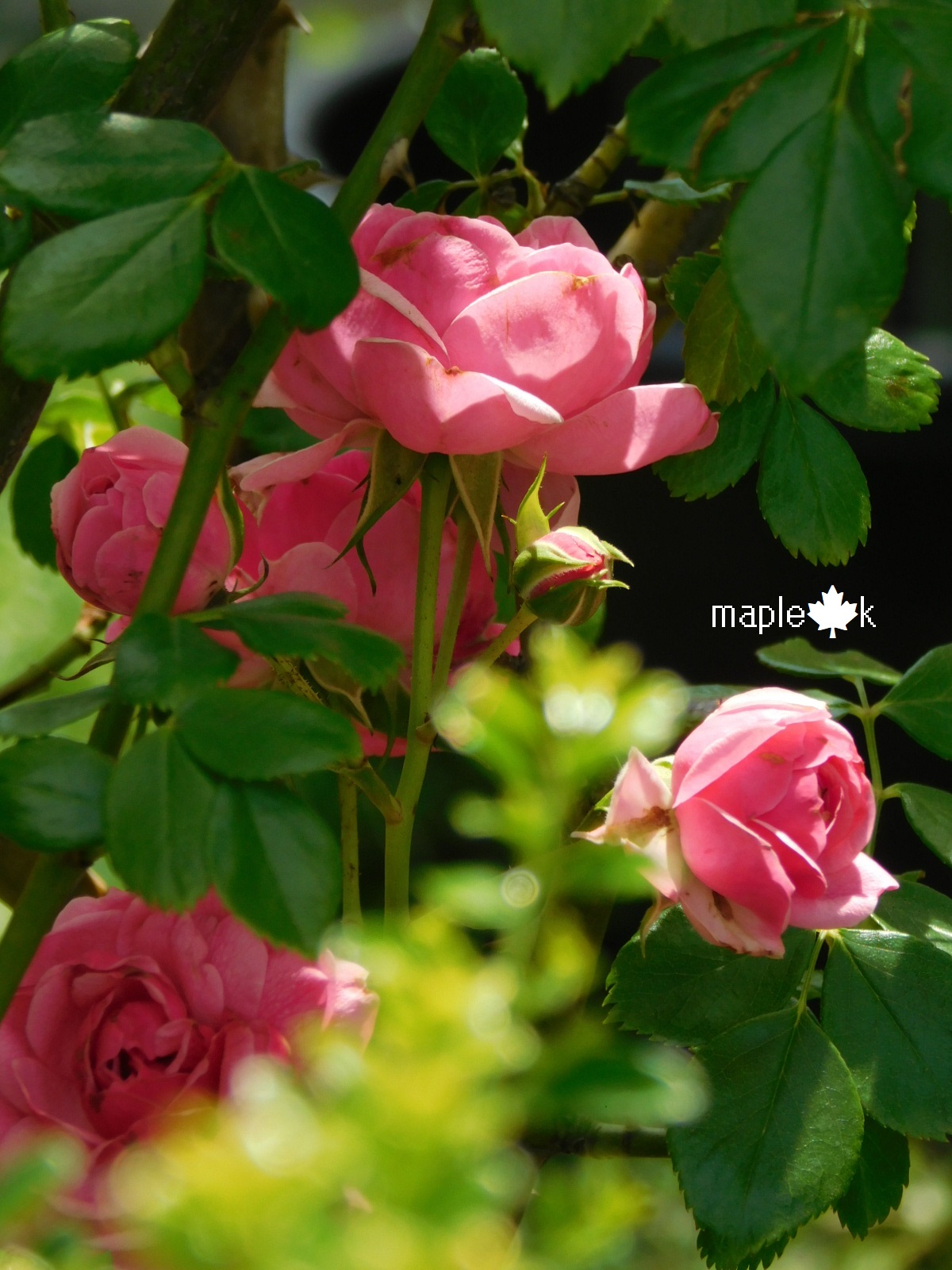 薔薇○コメント下さい 6月の薔薇 - Search / X