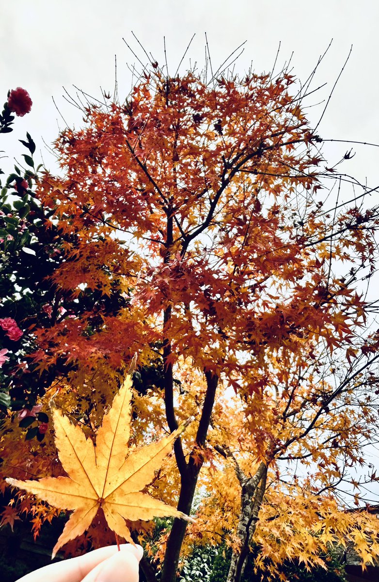61J05h's tweet photo. 急に冬を体感して困ってるけど
どうにかして秋を感じてる🍁 https://t.co/lBnUYd8wfp