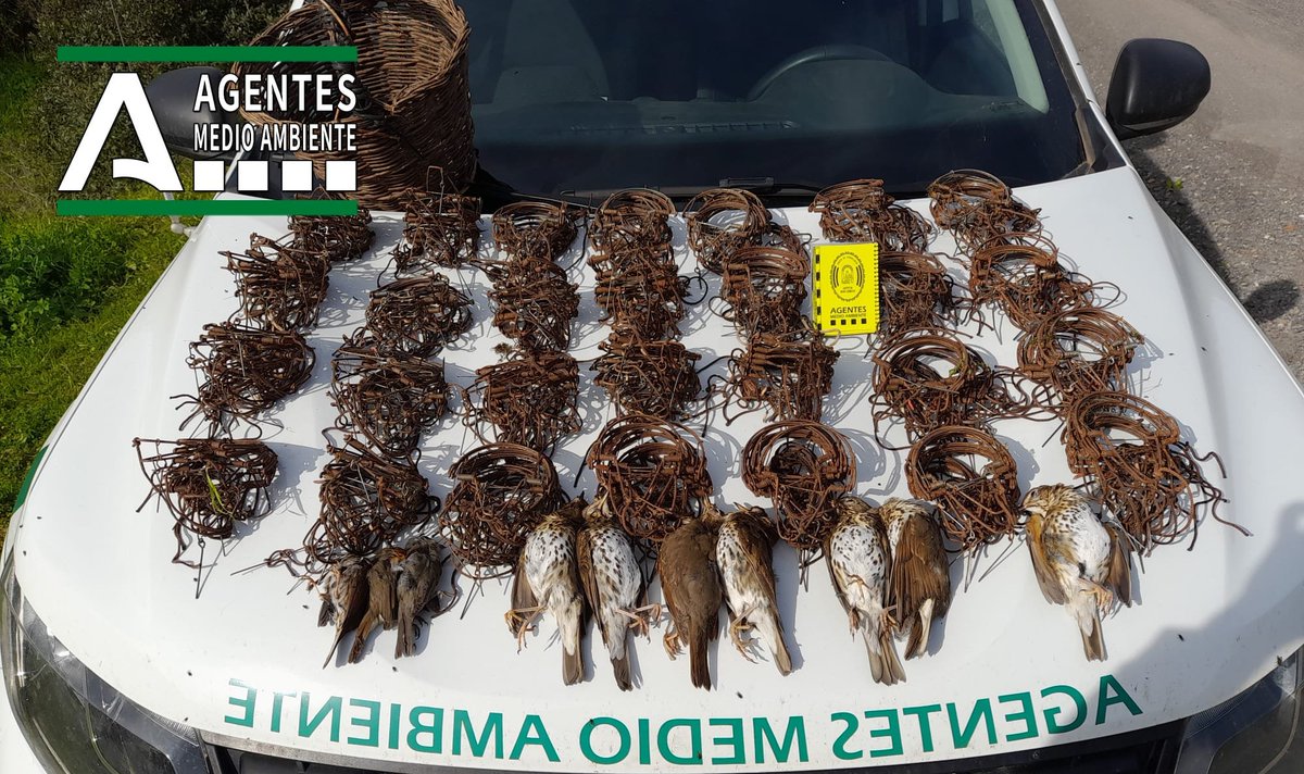 AAMM_And's tweet photo. Este tipo de prácticas es ilegal. Por desgracia, aún hay personas que siguen usando estos métodos prohibidos de captura. Intervenidas en #Córdoba: 276 perchas o costillas, 7 zorzales, 2 currucas y 1 petirrojo. El uso de trampas no sólo es infracción administrativa, también delito https://t.co/KsMw45sG4h