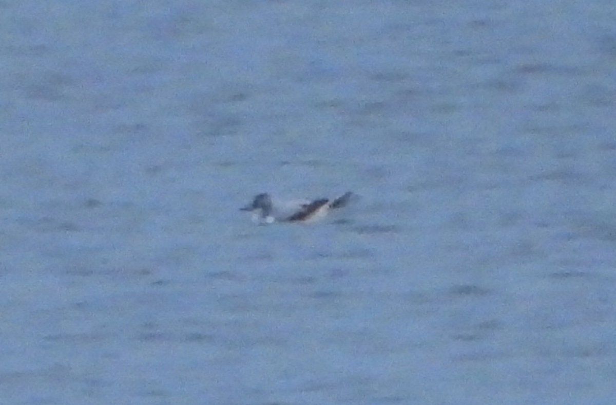 Duncan Bye (@duncbye) on Twitter photo The Little Gull still at Bank Island this morning. New for #PWC2024 <a href="/PatchBirding/">Patchwork Challenge</a>
<a href="/YorkBirding/">York Birding</a> <a href="/nybirdnews/">NorthYorksBirdNews</a> <a href="/LDV_NNR/">LDV NNR</a> The Little Gull still at Bank Island this morning. New for #PWC2024 <a href="/PatchBirding/">Patchwork Challenge</a>
<a href="/YorkBirding/">York Birding</a> <a href="/nybirdnews/">NorthYorksBirdNews</a> <a href="/LDV_NNR/">LDV NNR</a>