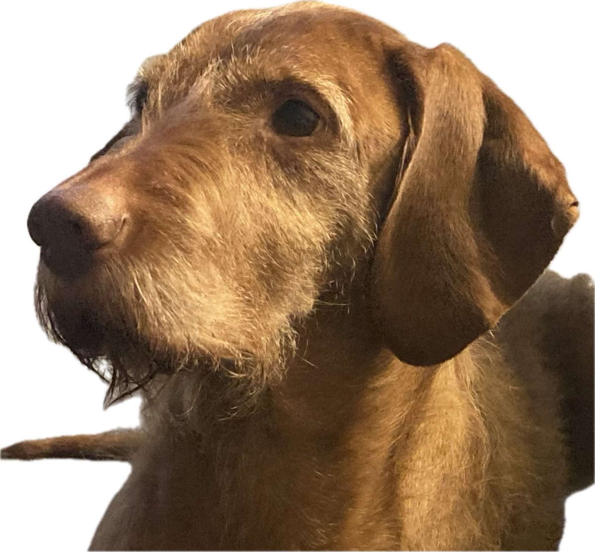ojchampion's tweet photo. @lv thank you for being such a good pet insurer recently when our dog was poorly and sadly died. It really made a difference. #PetInsurance #doglovers #CustomerService #HWV https://t.co/mpOletLPE8