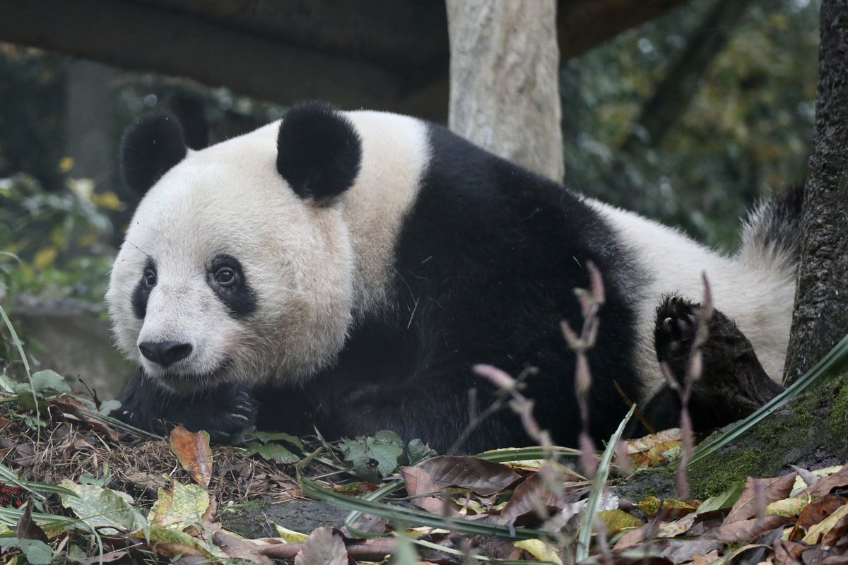 お気に入りの場所でのんびり🐼
ポーズが可愛いシャンシャン💕
2024.12.10
#シャンシャン #香香 #雅安碧峰峡基地