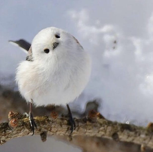 pink renjun enthusiast (@iavieurose) on Twitter photo 