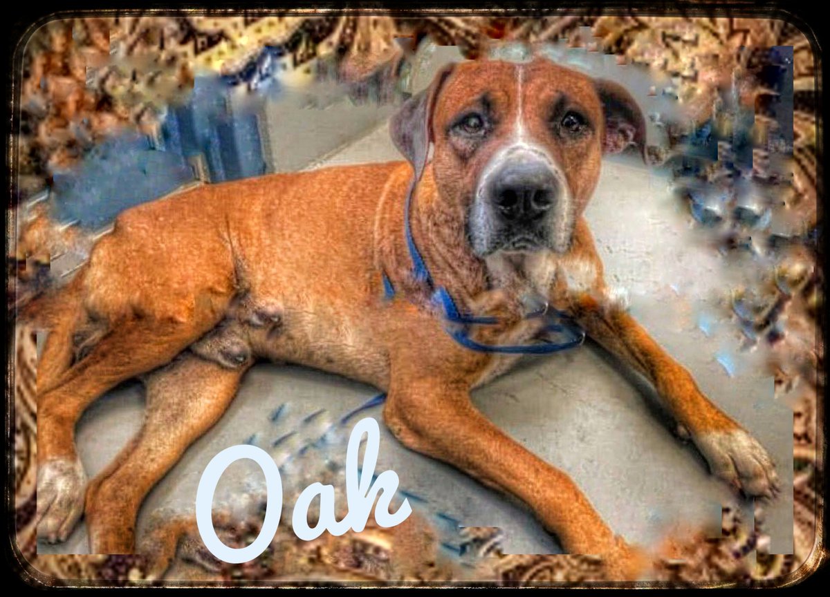 rothfarms's tweet photo. #SaveOak. Please see below for Oaks video and MORE on how to save this magnificent fellow. What a SWEETHEART 💞 https://t.co/OYwuqlj3X9