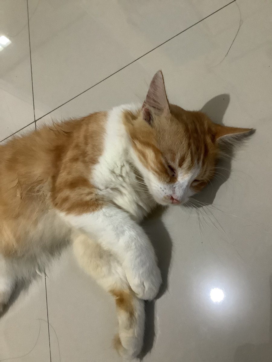 sletherint's tweet photo. INFO KUCING HILANG!
warna oren+putih.
Hilang dari 14 desember (pagi jam 10 an)
Dom: Bekasi utara, babelan, ujung harapan, Jl H mahtum 2

pls twitter do your magic https://t.co/5Uej0TxGBG