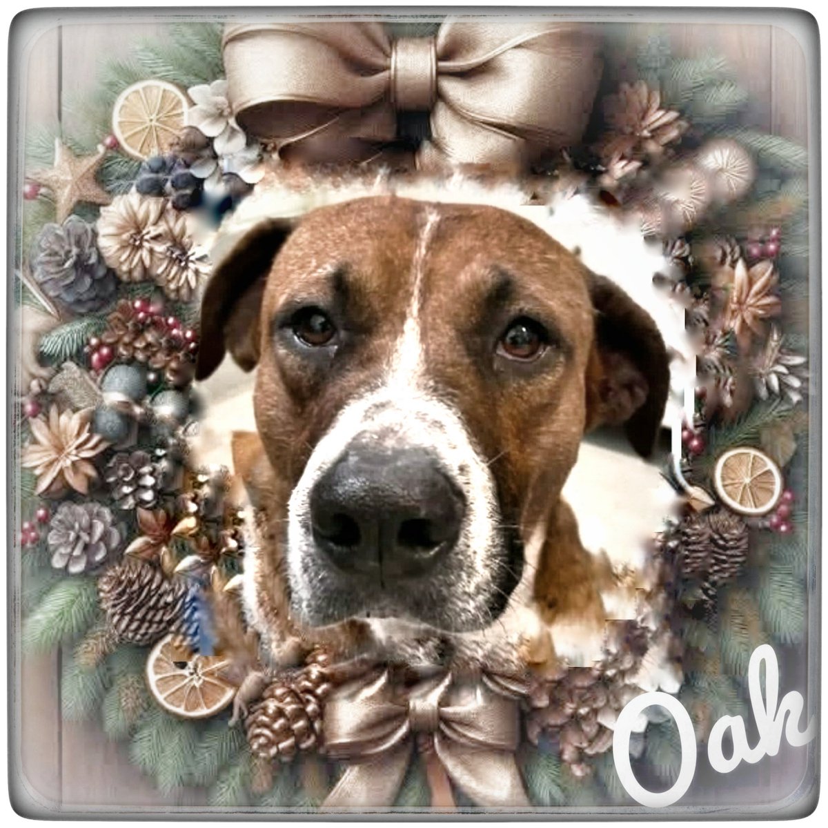 rothfarms's tweet photo. #SaveOak💘 Please see below for Oaks video and MORE on how to save this magnificent fellow. What a SWEETHEART💞 https://t.co/Fbo6RyyU5O
