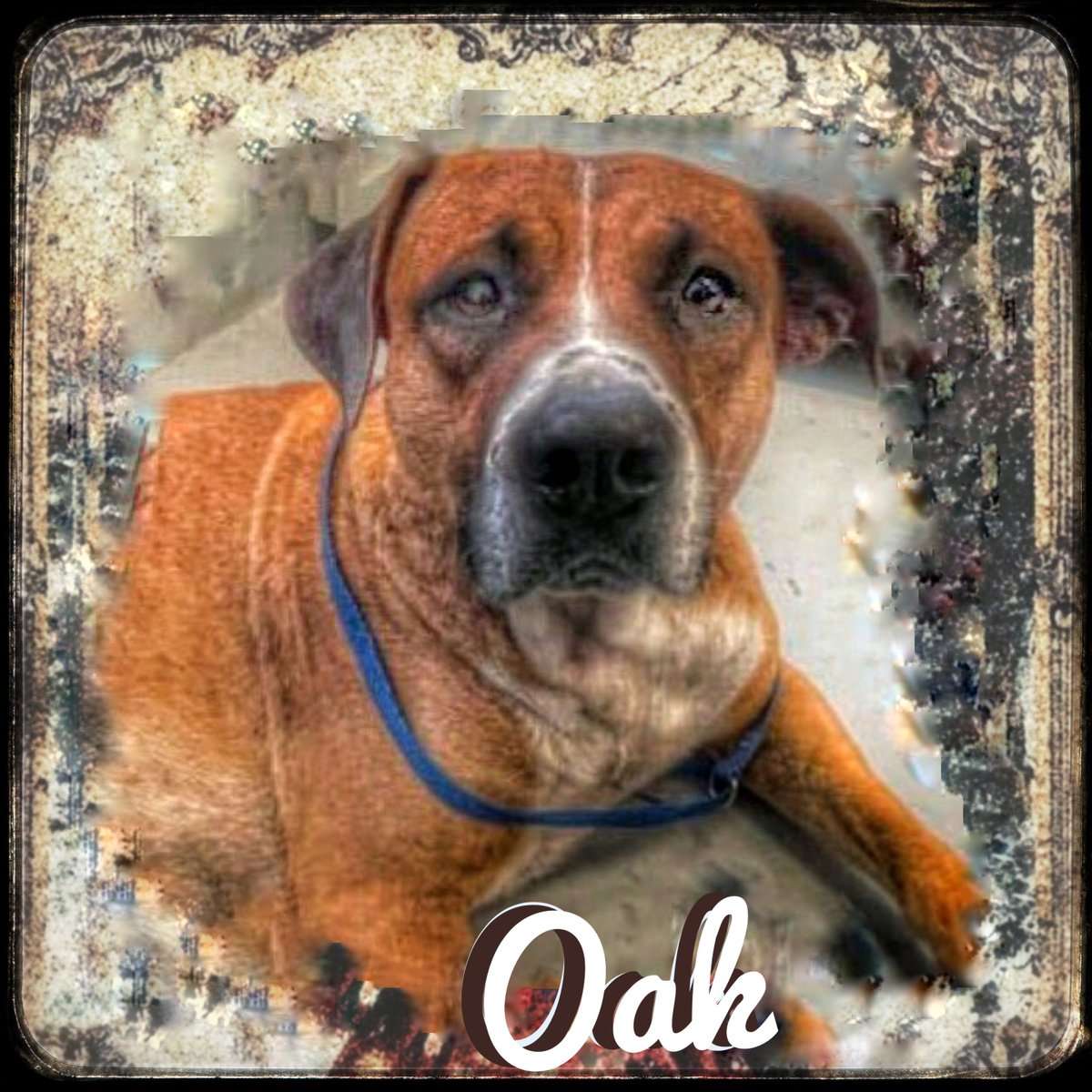 rothfarms's tweet photo. ⏰️❤️‍🩹🥰#SaveOak Please see below for Oaks video and MORE on how to save this magnificent fellow. What a SWEETHEART 💞 Look at those TENDER EYES 👇 https://t.co/eMRW5hqTkT