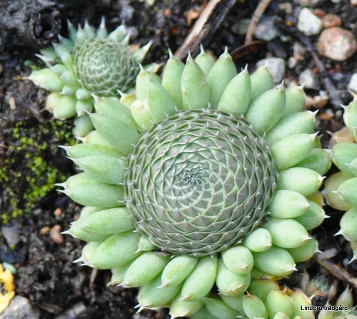 Untamedpath's tweet photo. "A captivating close-up of Orostachys spinosa, also known as Spiny Pennywort. This unique succulent forms intricate rosettes with a mesmerizing spiral pattern."ย #succulent #orostachys #spiny #duncecap #nature https://t.co/m2u40MMr8R
