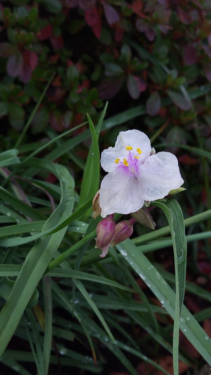 今日は、風が強く、晴れたり翳ったりの繰り返しで、窓越しに庭を眺めていると、少し心が落ち着かない日です。紅葉したドウダンツツジの木の手前に、白いオオムラサキツユクサの花が咲いているのを見付けて、撮りました。