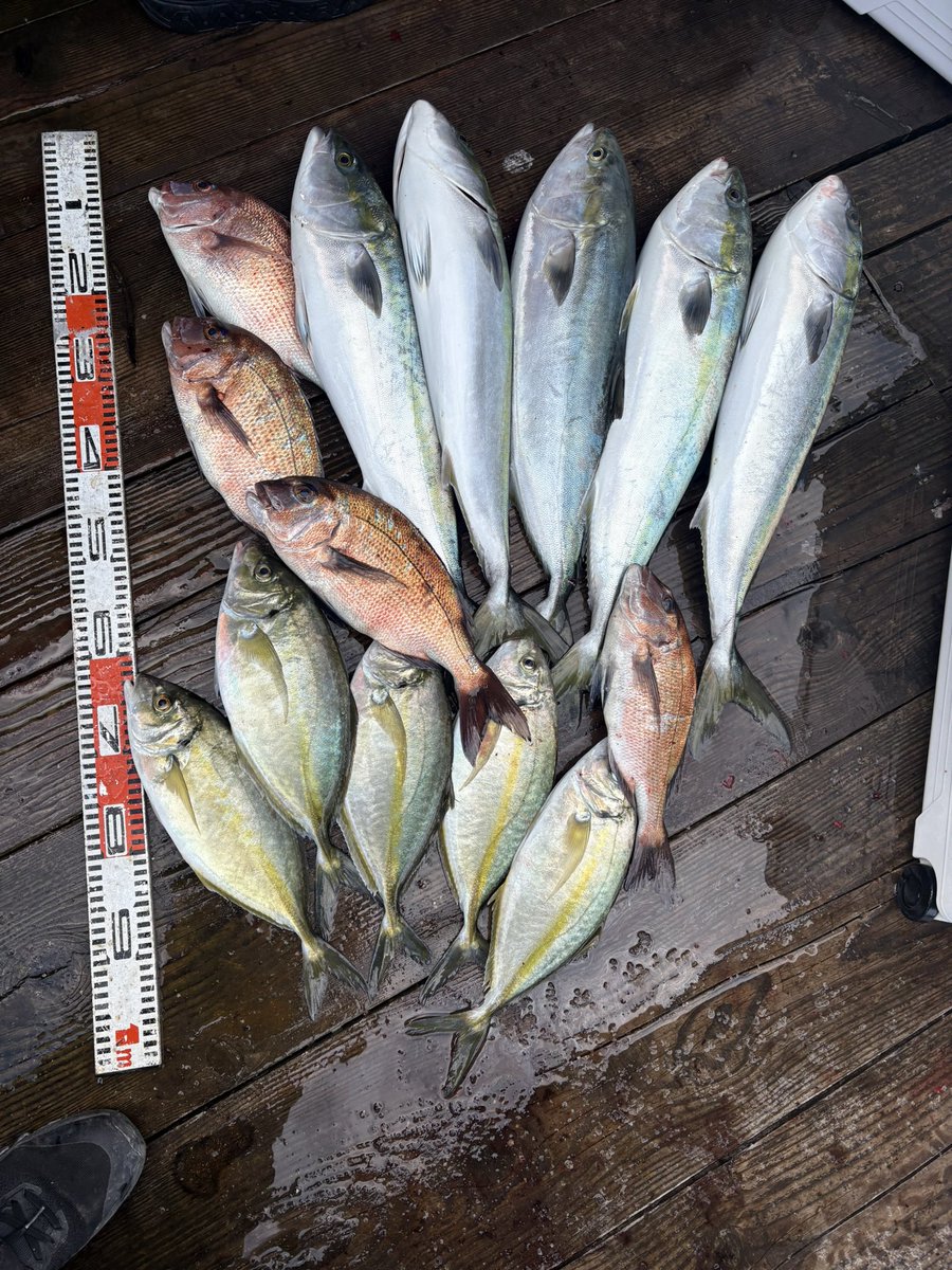 あわー(J.F.F) tweet media