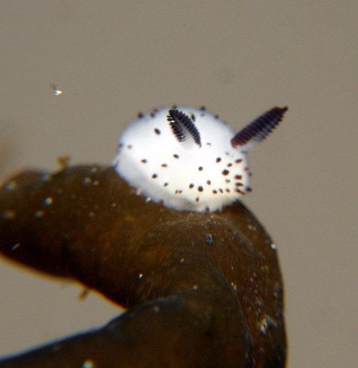 moaquarium's tweet photo. soobin as a sea bunny https://t.co/RAJzuVgkNB