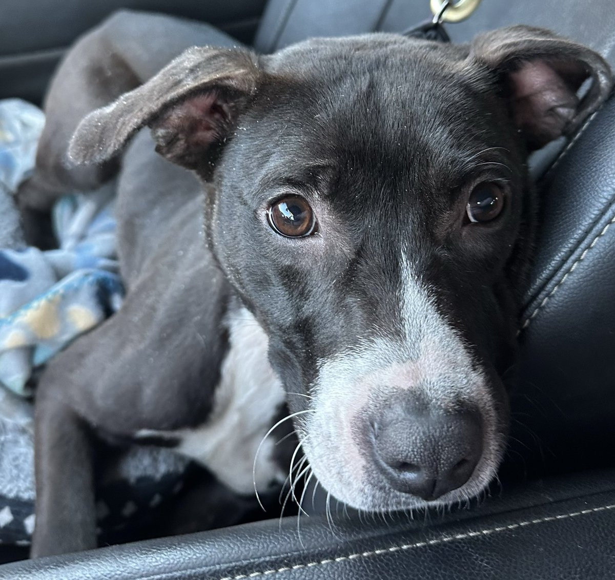 MrsAGreig's tweet photo. @Codyjayartistry Here’s my foster pup wishlist!! ❤️ anything helps! 

https://t.co/46aHqLcrlt https://t.co/M4cp3BBo0Y