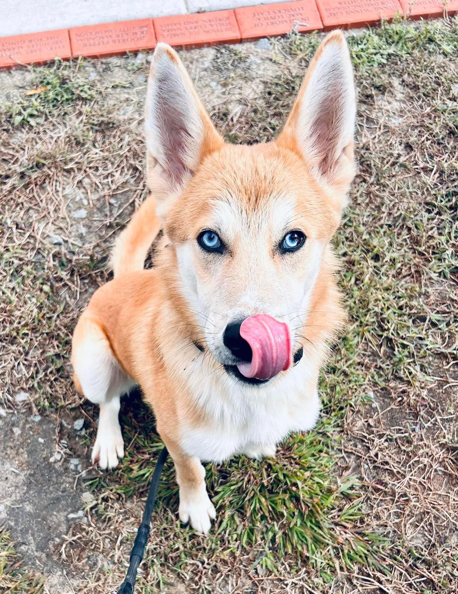 MrsAGreig's tweet photo. @Codyjayartistry Here’s my foster pup wishlist!! ❤️ anything helps! 

https://t.co/46aHqLcrlt https://t.co/M4cp3BBo0Y