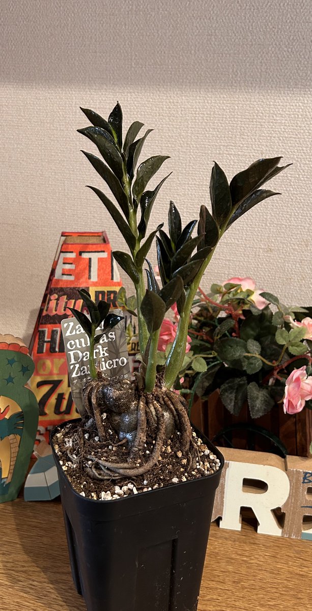 king41310146's tweet image. ★★★★★★★★★★
Zamioculcas Dark Zamiro
ザミオクルカス・ダークザミクロ
