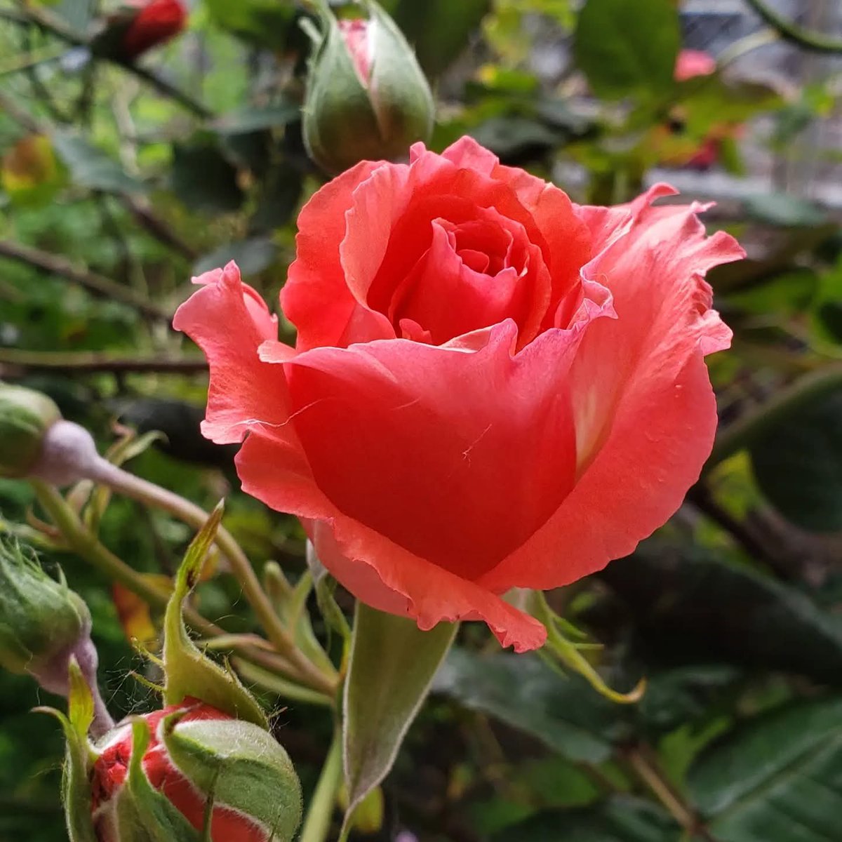 R0sear1n's tweet photo. A single rose can brighten a thousand hearts. 
#FlowerInspiration #RoseInBloom
#RoseLove https://t.co/rAvOM1FUMS