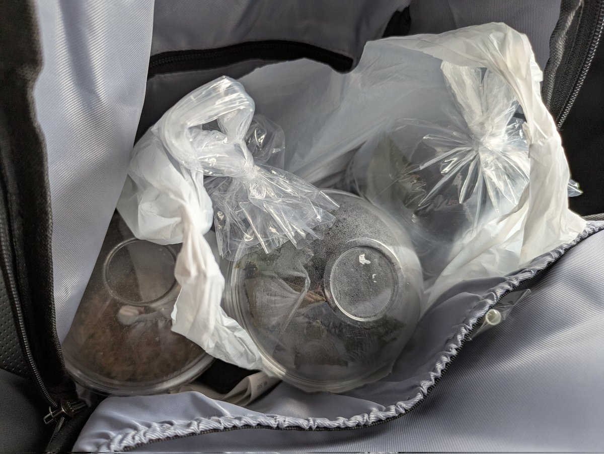 Gale0326's tweet image. ネイティブさんの販売会、離脱！
久しぶりにがっつり散財しました🤣

げんさん@Aglaonema3636のアグラオネマじゃんけんも勝ち取らせて頂きました！
ありがとうございます✨
#nativeforest