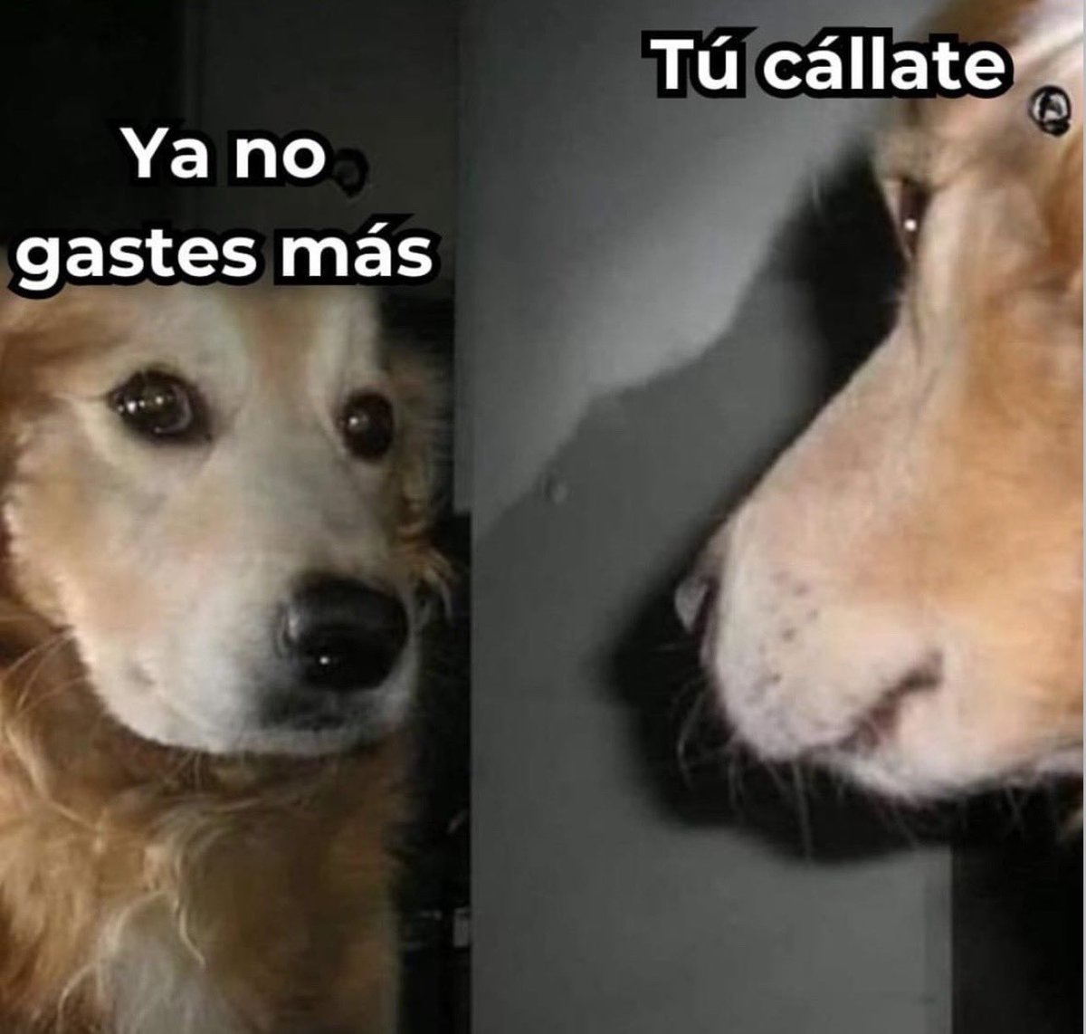 bandotype's tweet photo. DÉJENME SER 
#Meme #Humor #Dog #Chile https://t.co/PgA9FcORNA