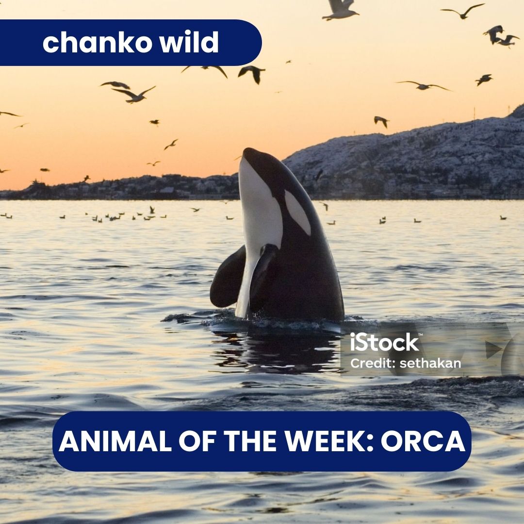 chanko_world's tweet photo. This is our pick for the animal of the week!

What other orca facts do you know?

#chankoworld #orca #wild #wildlife #animaloftheweek #whale #dolphins #funfacts https://t.co/9yuYYLCEoc