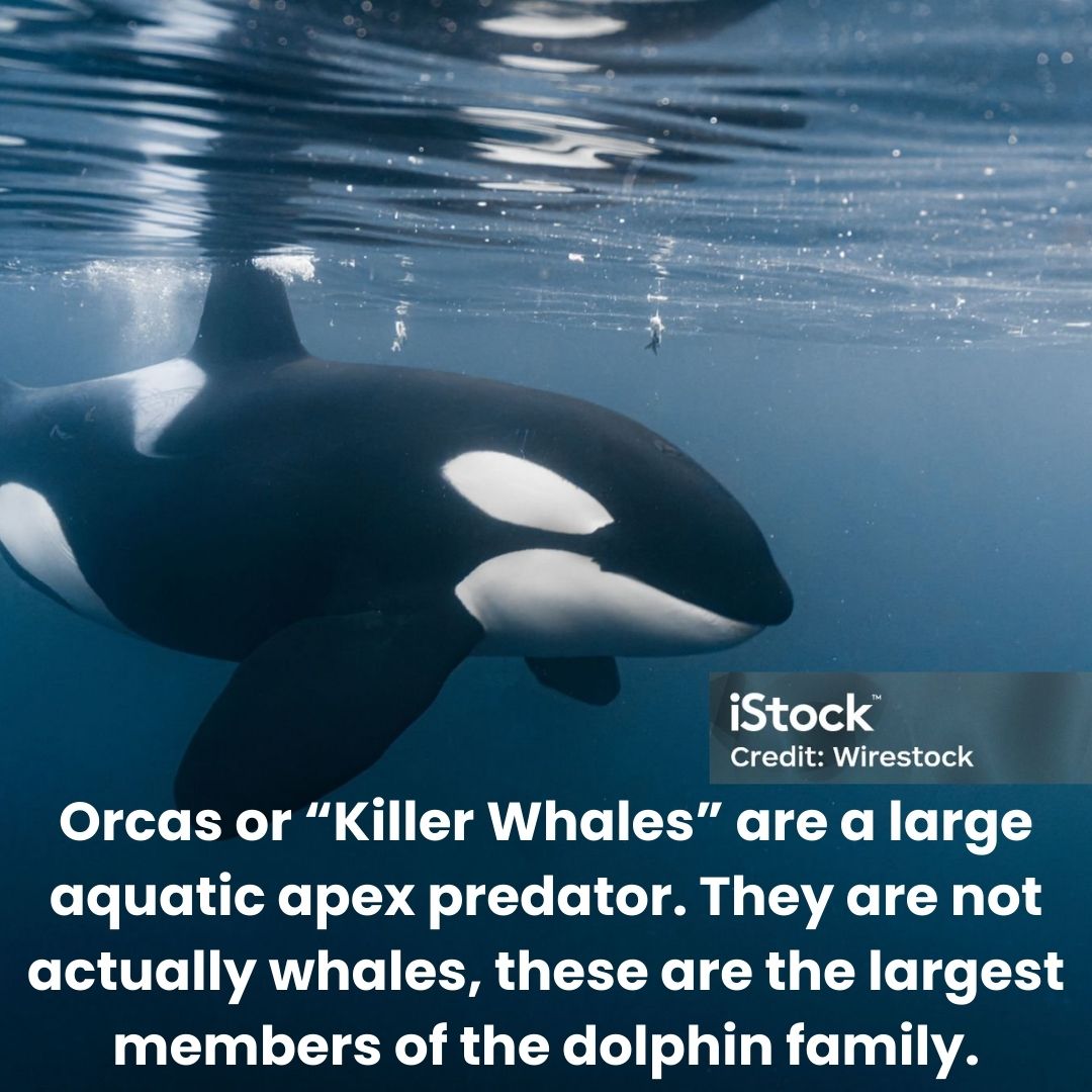 chanko_world's tweet photo. This is our pick for the animal of the week!

What other orca facts do you know?

#chankoworld #orca #wild #wildlife #animaloftheweek #whale #dolphins #funfacts https://t.co/9yuYYLCEoc
