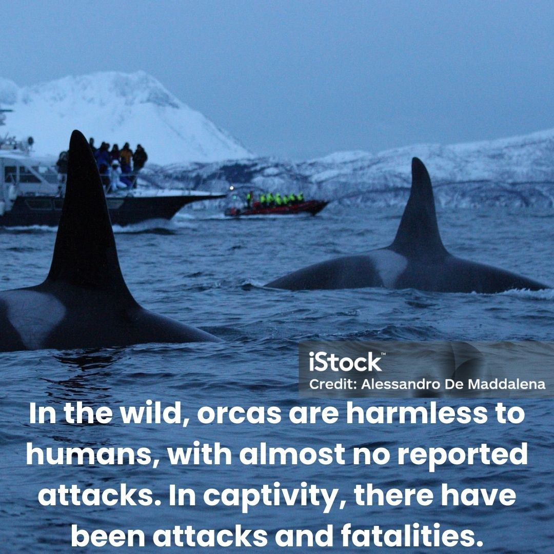 chanko_world's tweet photo. This is our pick for the animal of the week!

What other orca facts do you know?

#chankoworld #orca #wild #wildlife #animaloftheweek #whale #dolphins #funfacts https://t.co/9yuYYLCEoc