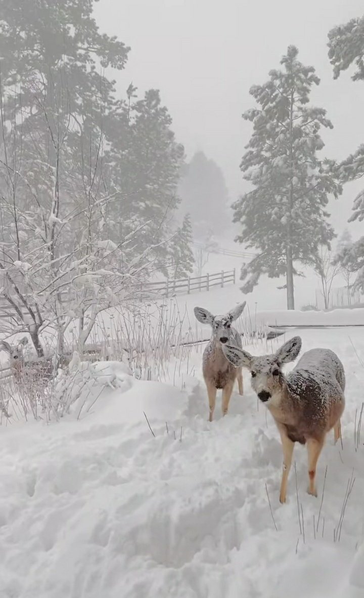 clicks1222's tweet photo. Two visitors in the backyard . https://t.co/KN1v8Mpfx1