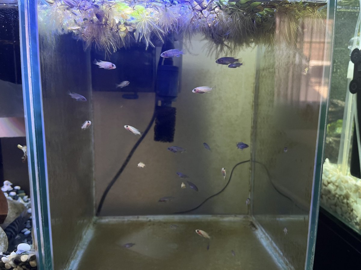 昨日アップした動画です♪
写真はムブナベビー、大きくなってきましたよ♪
【熱帯魚/アクアリウム】ホテルの水槽をリセットして捕まえた魚を追加導入しました/一番簡単な自作フィルターを採用/ライブ配信でレイアウトした水槽公開
youtu.be/U8GeM-lifSc
#熱帯魚飼育
#アクアリウム