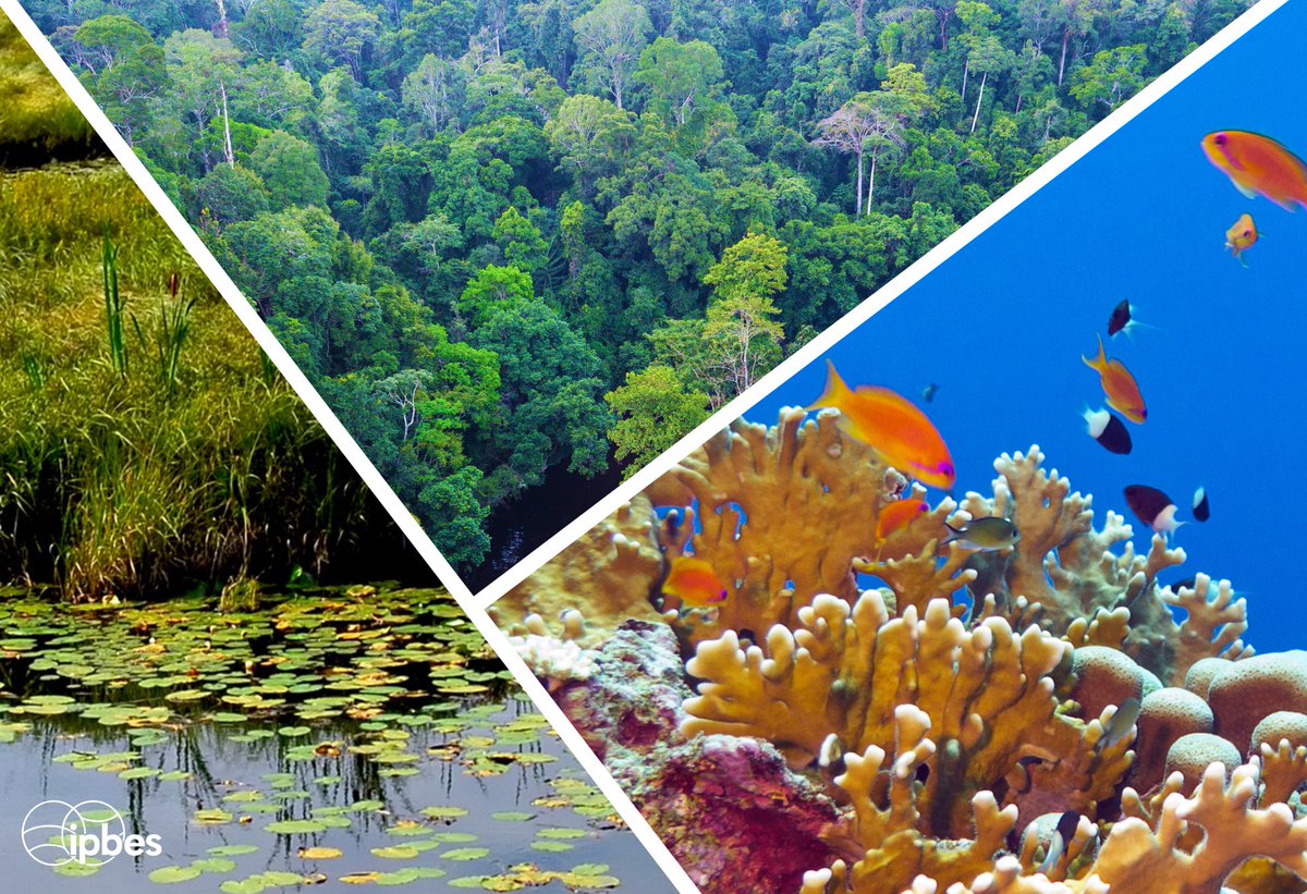 IPBES en français tweet media