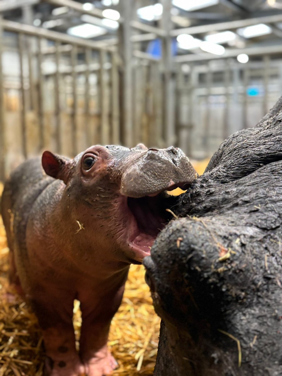 WildlandsNL's tweet photo. Kleine nijlpaarden kunnen heeeeeel ondeugend zijn! Op deze vierluik is duidelijk te zien dat het oor van haar moeder een leuk 'proef'-object is voor het jonge nijlpaardje in de stal van #WILDLANDS. Gelukkig heeft ze nog geen tanden.... https://t.co/B99itgV3My