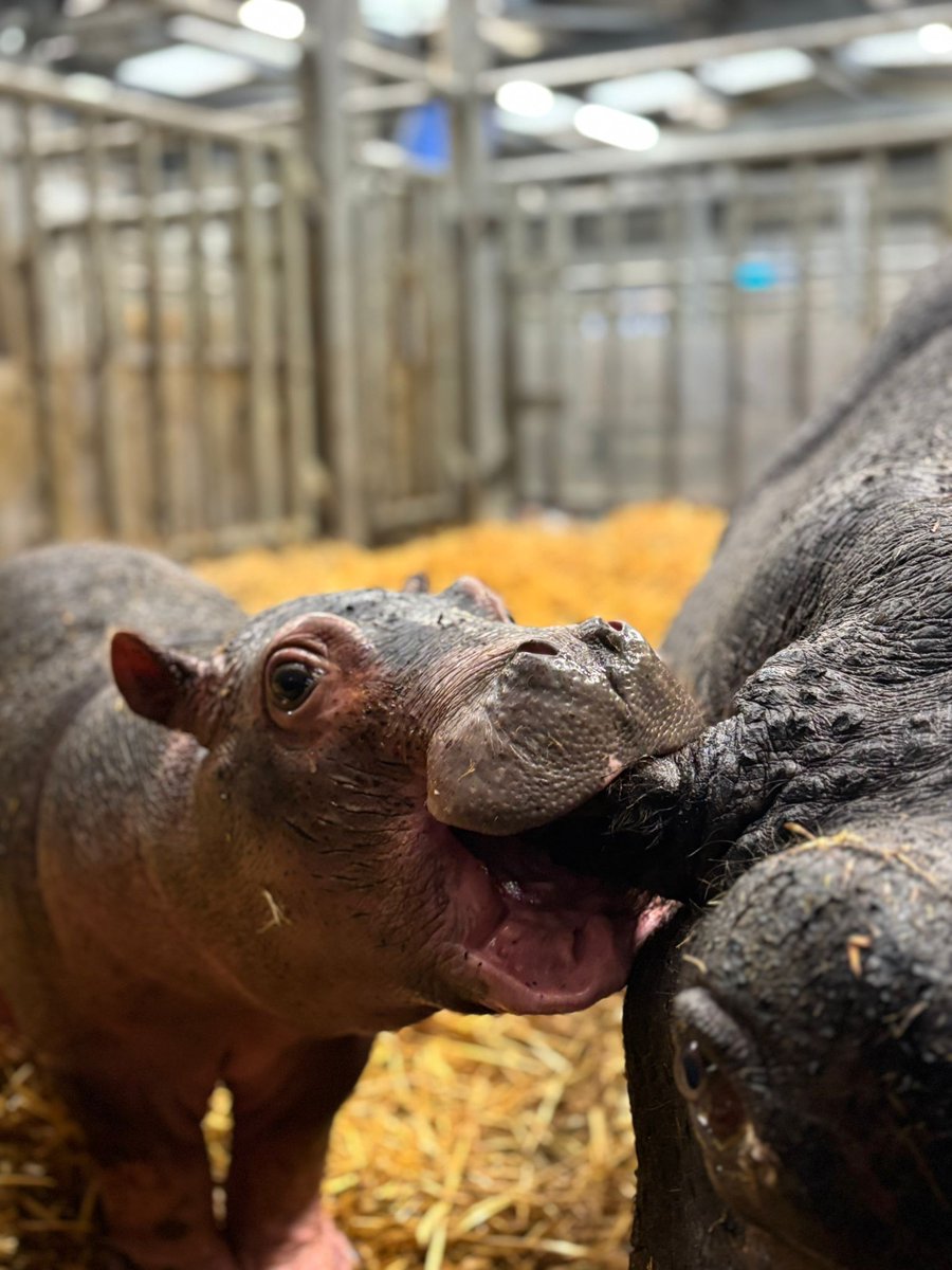 WildlandsNL's tweet photo. Kleine nijlpaarden kunnen heeeeeel ondeugend zijn! Op deze vierluik is duidelijk te zien dat het oor van haar moeder een leuk 'proef'-object is voor het jonge nijlpaardje in de stal van #WILDLANDS. Gelukkig heeft ze nog geen tanden.... https://t.co/B99itgV3My