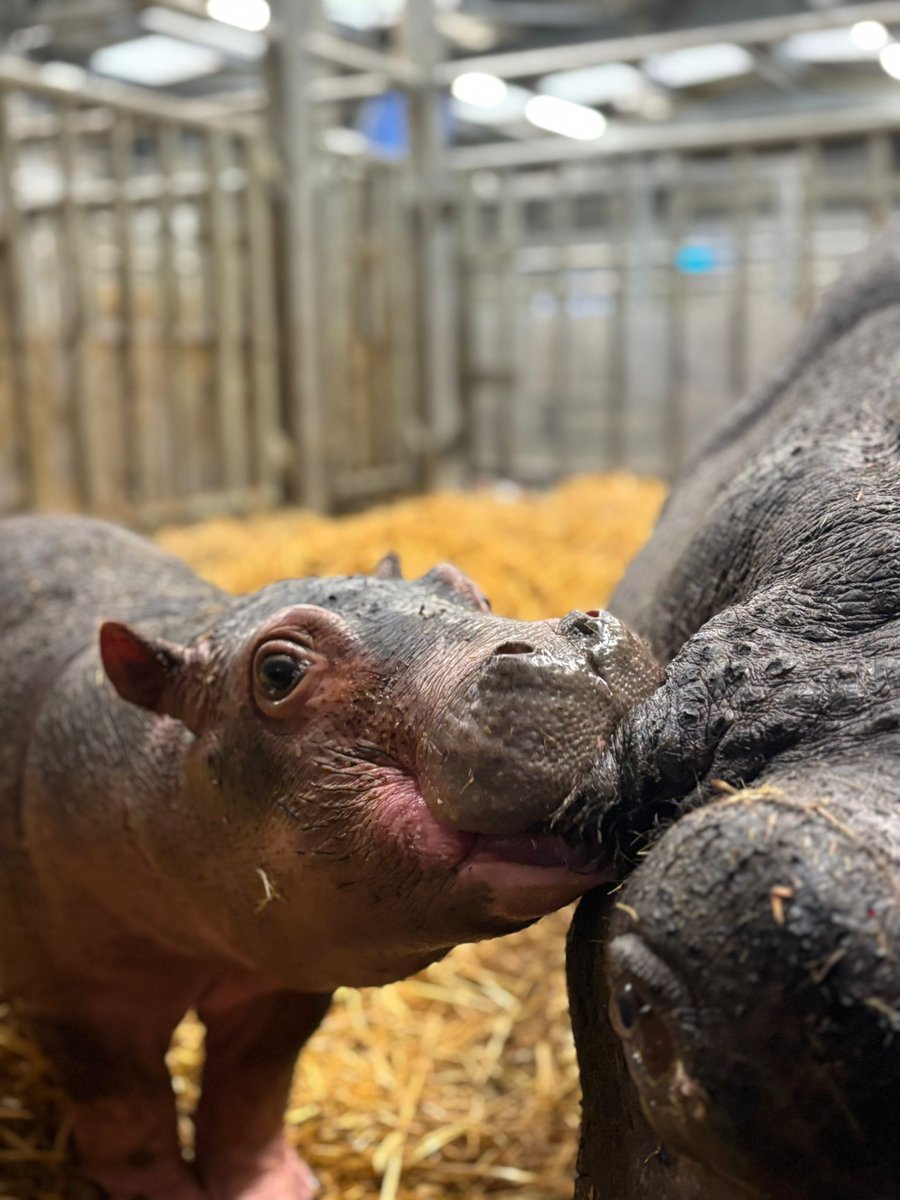 WildlandsNL's tweet photo. Kleine nijlpaarden kunnen heeeeeel ondeugend zijn! Op deze vierluik is duidelijk te zien dat het oor van haar moeder een leuk 'proef'-object is voor het jonge nijlpaardje in de stal van #WILDLANDS. Gelukkig heeft ze nog geen tanden.... https://t.co/B99itgV3My