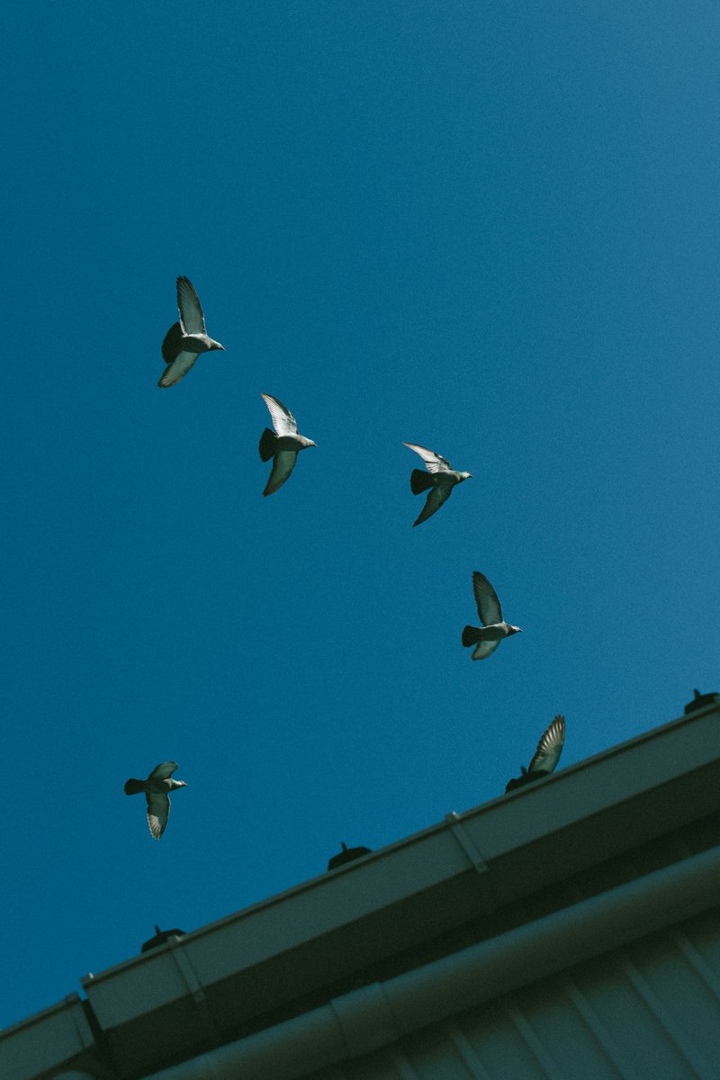 akimoto_0109's tweet image. in the life.