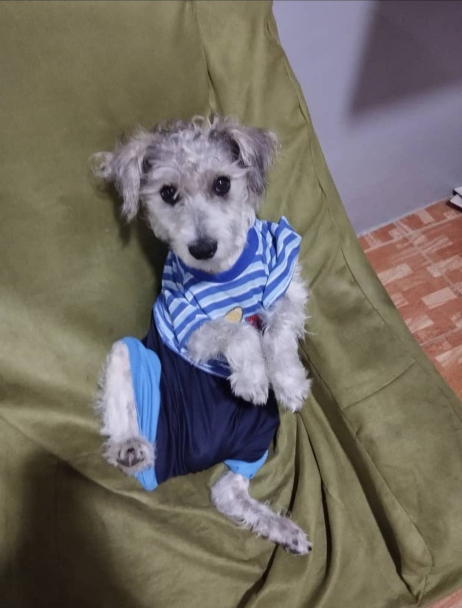 yerfenson1's tweet image. Tengo el corazón exageradamente destrozado. Estos dos perritos de mi tía han sido asesinados por gente muy desalmada. 
Lisi, la perrita marrón murió ayer de forma muy extraña a las 8 pm, estuvo dando vueltas y aullando y repentinamente falleció, hace pocos minutos falleció Fred