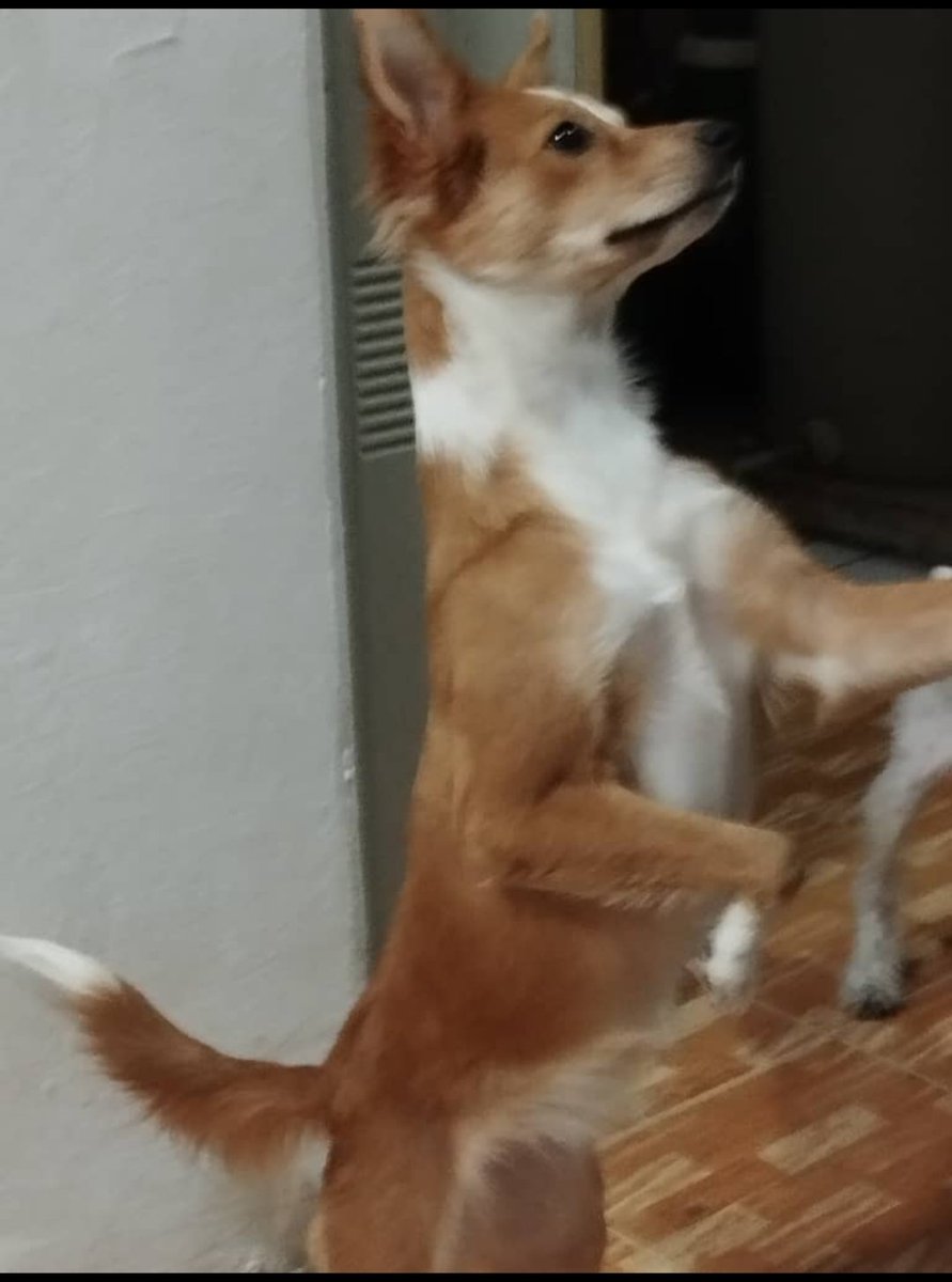 yerfenson1's tweet image. Tengo el corazón exageradamente destrozado. Estos dos perritos de mi tía han sido asesinados por gente muy desalmada. 
Lisi, la perrita marrón murió ayer de forma muy extraña a las 8 pm, estuvo dando vueltas y aullando y repentinamente falleció, hace pocos minutos falleció Fred