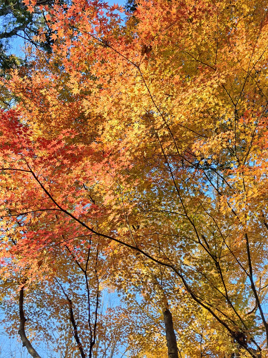 お見事🍁