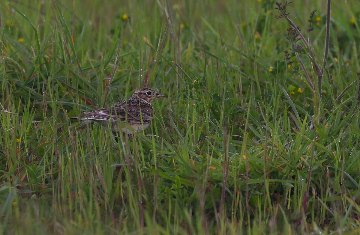 A Eurasian skylark / kairaka (Alauda arvensis) hiding in the wet grass. Bird #64 in 2024.

#BirdsSeenIn2024 #NewZealand #birding #birdwatching
