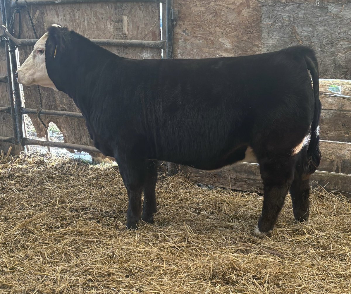 Cowboy Kade tweet media