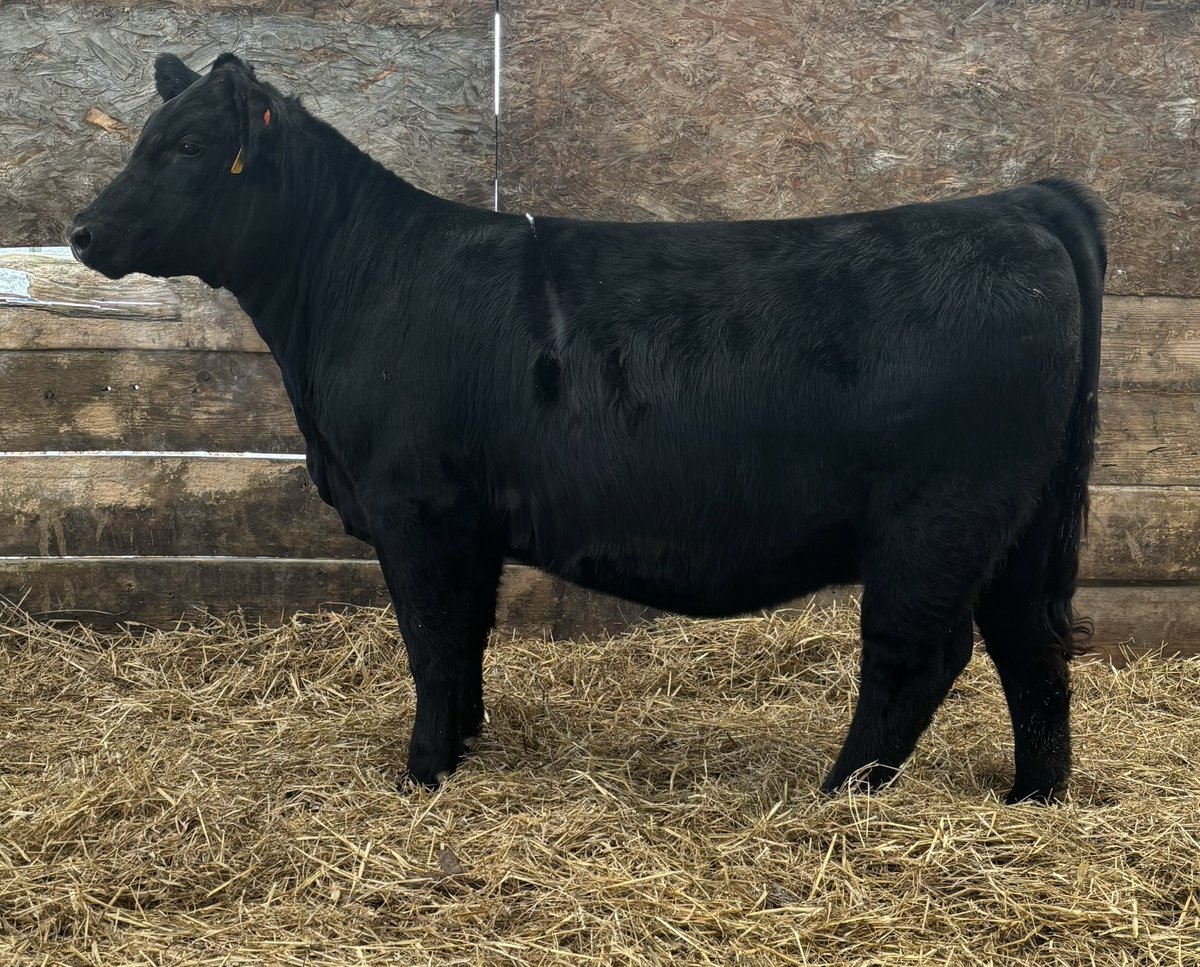 Cowboy Kade tweet media