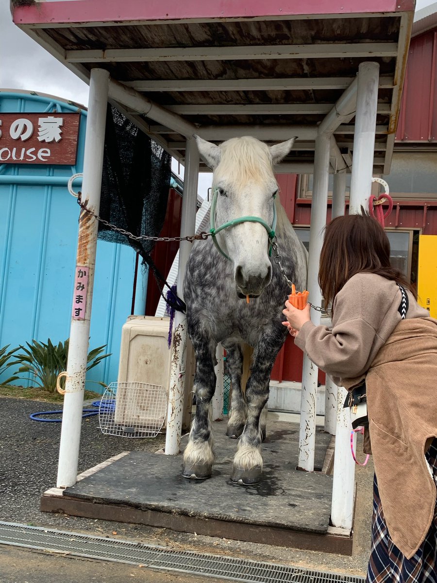 オーク族騎兵科もそうですし、将官や将校用の馬なんかも輓馬ですね…!
コミカライズ版でもシュヴェーリン登場シーンを、野上先生はちゃんと輓馬で描かれてたりします…!

私自身、取材で輓馬を見にいきましたm(_ _)m
#オルクセン王国史 