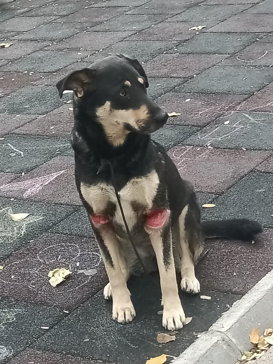 Aylardır Demirköprü İZBAN durağının oradaki parkta beslediğim köpeği bu sabah bu halde buldum. Benden dahi kaçtı işkence gördüğü için. Hiçbir kuruma ulaşamıyorum hafta sonu olduğu için lütfen yardımcı olun.
<a href="/HaytapOfficial/">Haytap</a> <a href="/haluklevent/">Haluk Levent ( Ahbap Ekibi )</a> <a href="/izmirgibiyiz/">izmirgibiyiz 🇹🇷</a> <a href="/izmirhim/">İzmir HİM</a> <a href="/omurgedik/">Ömür Gedik</a>
